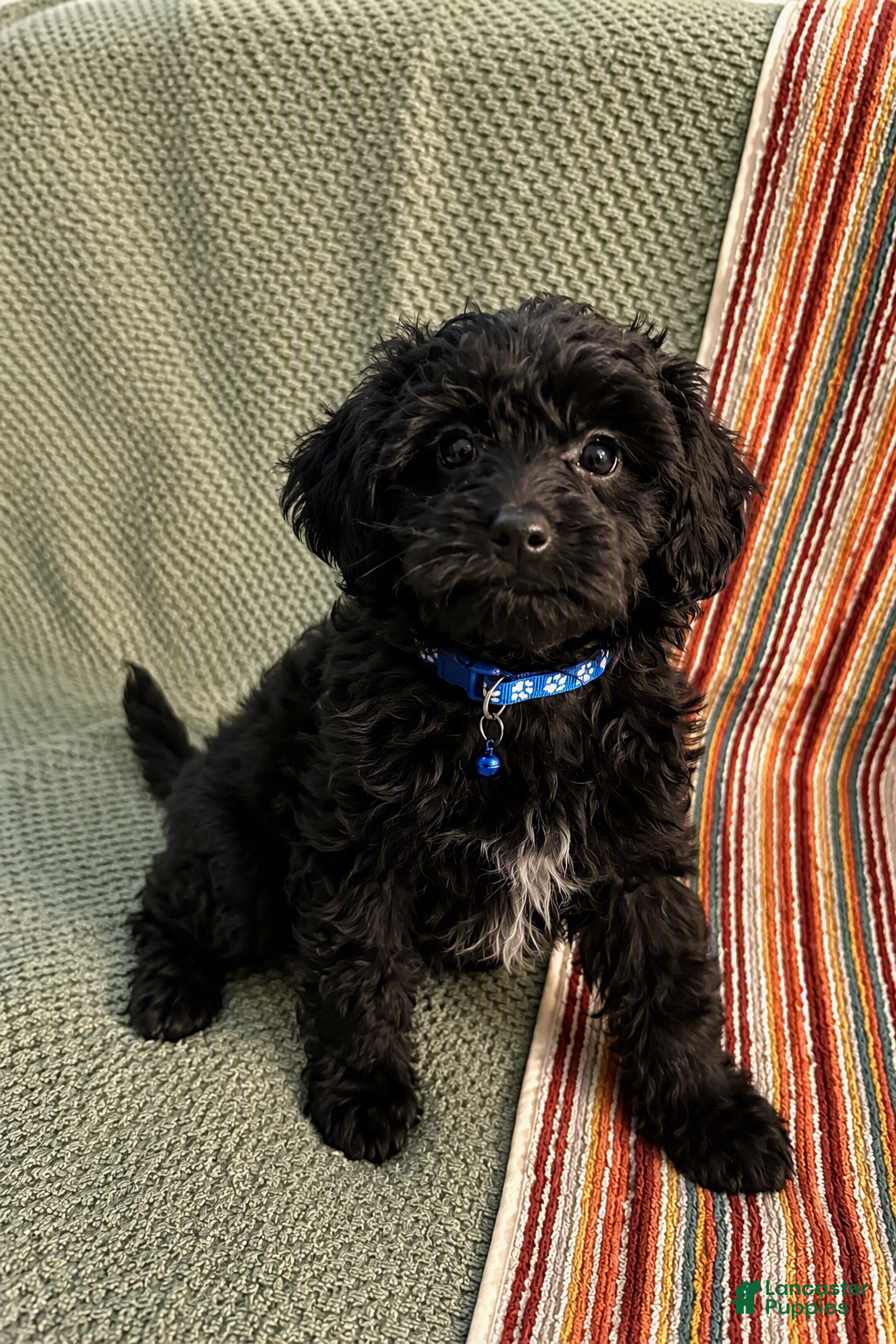 Pomapoo dogs Duke  - Ad 2