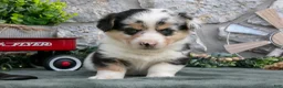 Welsh Corgi Pembroke dogs for sale: Oliver - Ad 3