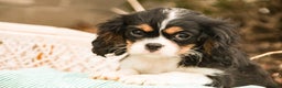 Cavalier King Charles Spaniel dogs for sale: Charlie - Ad 3