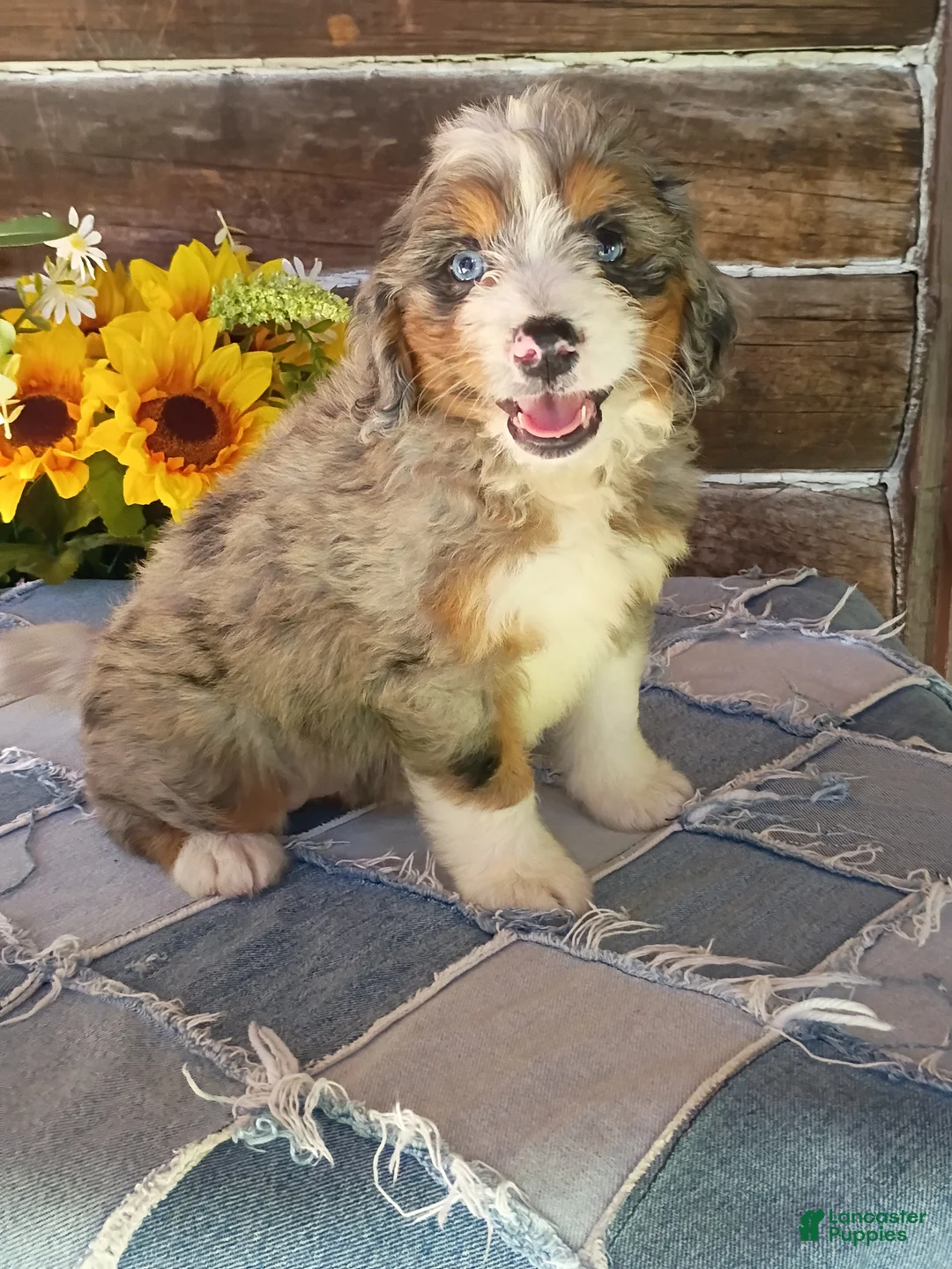 Mini Bernedoodle dogs for sale: Mini Bernedoodle 5 - Ad 2