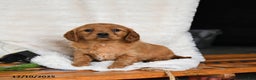 Miniature Golden Retriever dogs for sale: Winter - Ad 2
