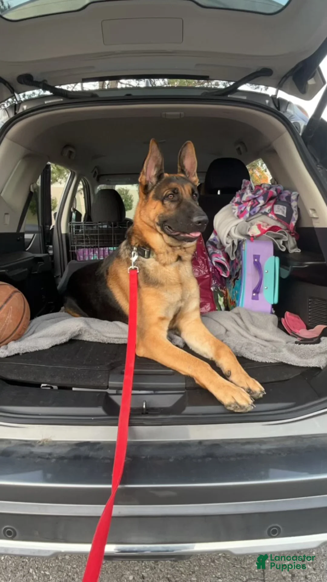 German Shepherd dogs for stud: Max Von Rheinland - Ad 3