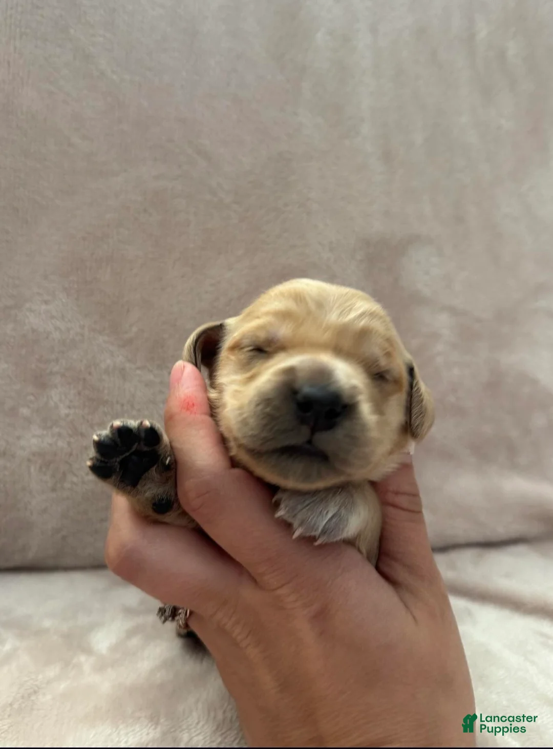 Golden Retriever dogs for sale: Hot pink-female  - Ad 1