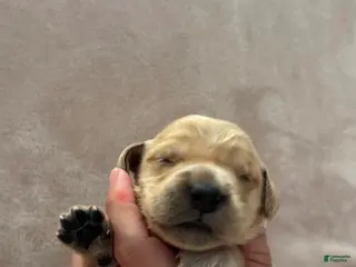 Golden Retriever dogs for sale: Hot pink-female - Ad 1