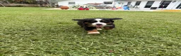 Bernese Mountain Dog dogs for sale: Bernese Mountain Dog 1 - Ad 13
