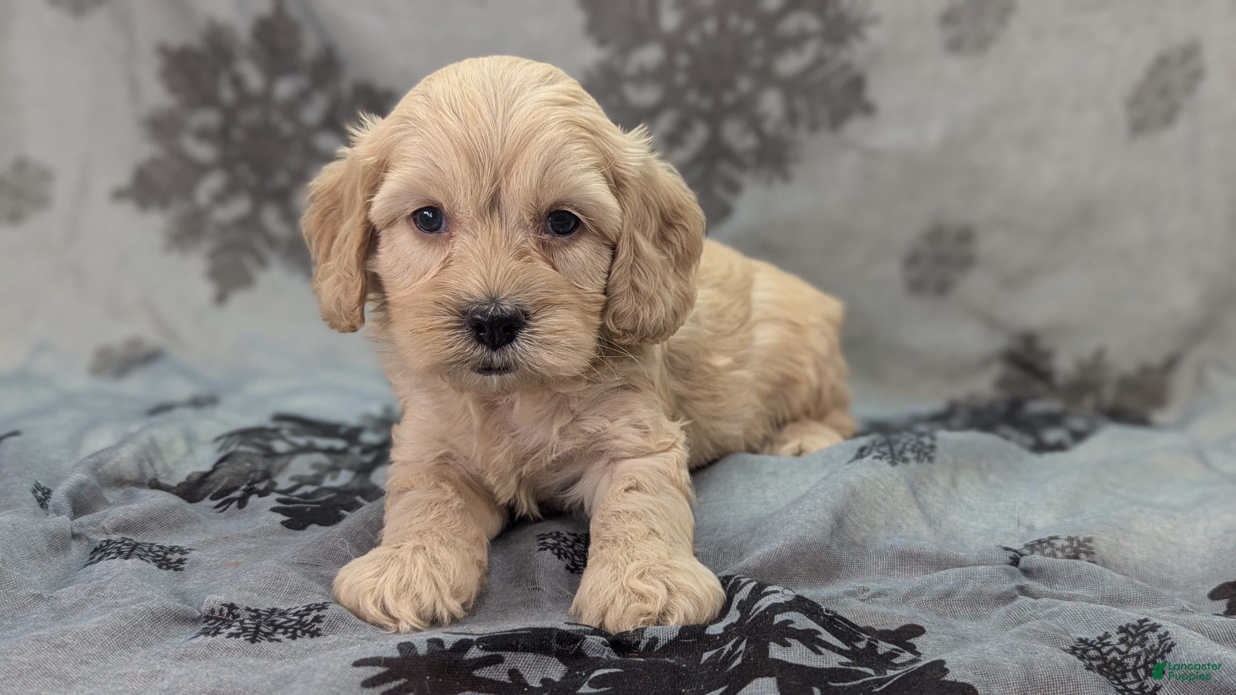 Cockapoo dogs Lieutenant Pete - Ad 26