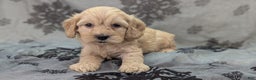 Cockapoo dogs for sale: Lieutenant Pete - Ad 24
