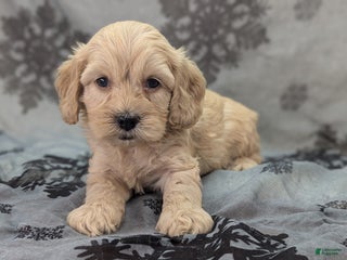 Cockapoo dogs Lieutenant Pete - Ad 37