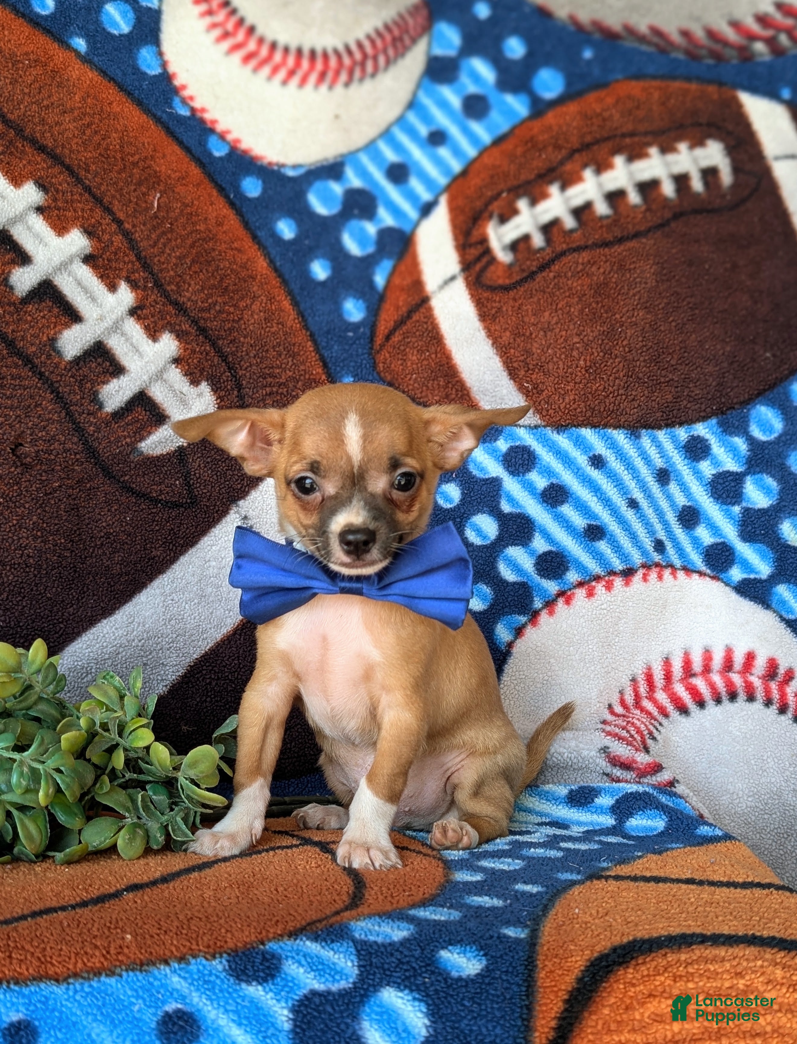 Chihuahua dogs Darrell - Ad 1