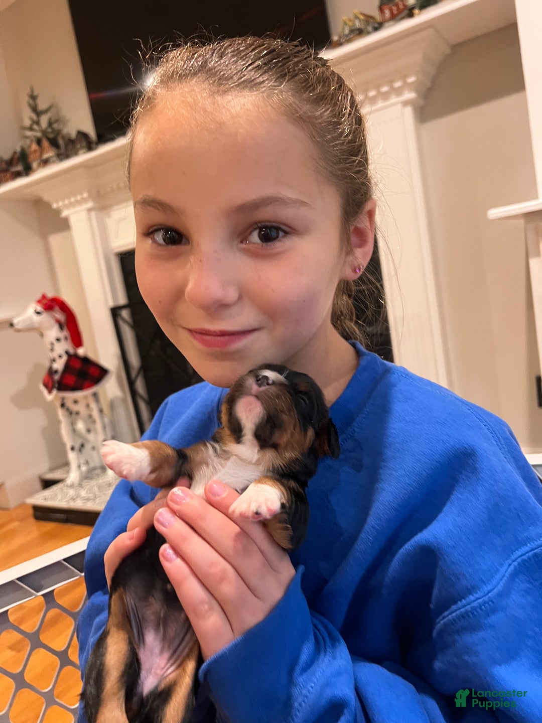 Cavalier King Charles Spaniel dogs for sale: Girl 1  - Ad 9