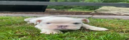 English Bulldog dogs for sale: Maverick - Ad 5