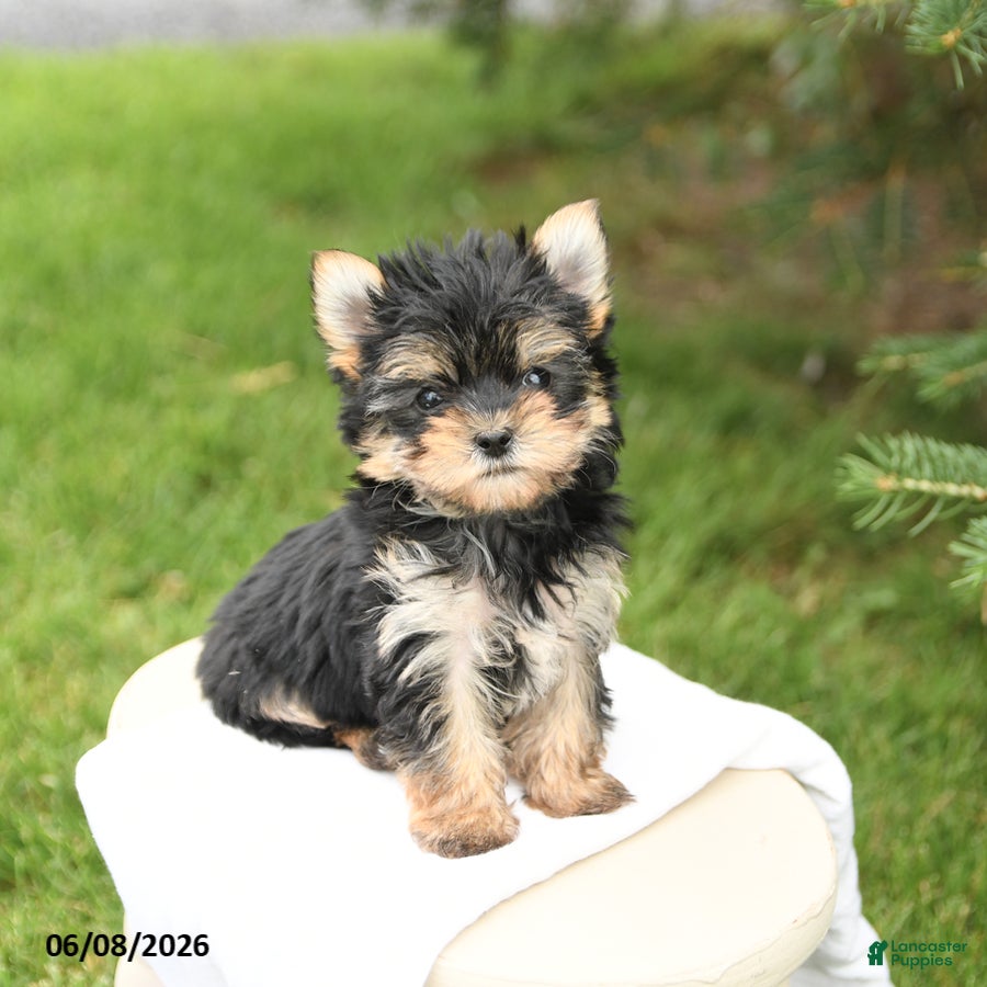 Morkie dogs Benny - Ad 2
