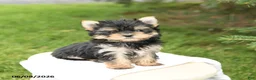 Morkie dogs for sale: Benny - Ad 2