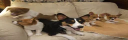 Mixed Breed dogs for sale: Orpheus - Ad 34