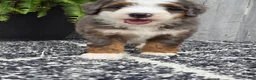 Mini Bernedoodle dogs for sale: Mini Remi - Ad 22