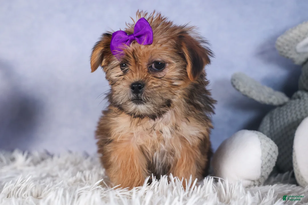 Shorkie dogs for sale: JULIE - Ad 1