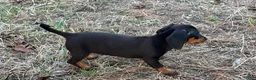 Miniature Dachshund dogs for sale: Pretzel - Ad 2