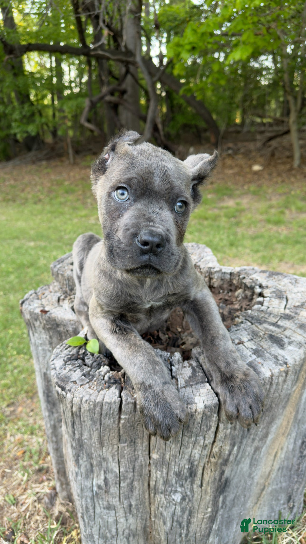 Cane Corso dogs Jax - Ad 26