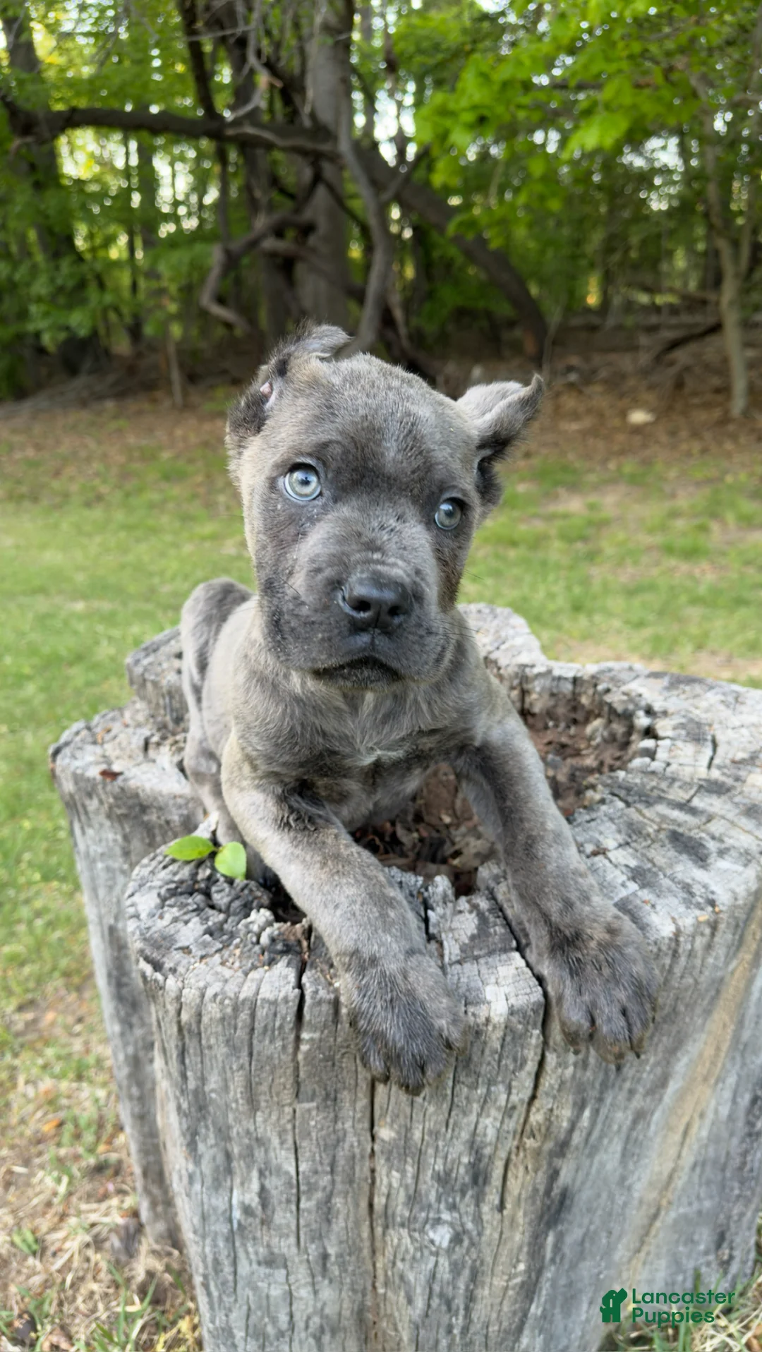 Cane Corso dogs for sale: Jax - Ad 1