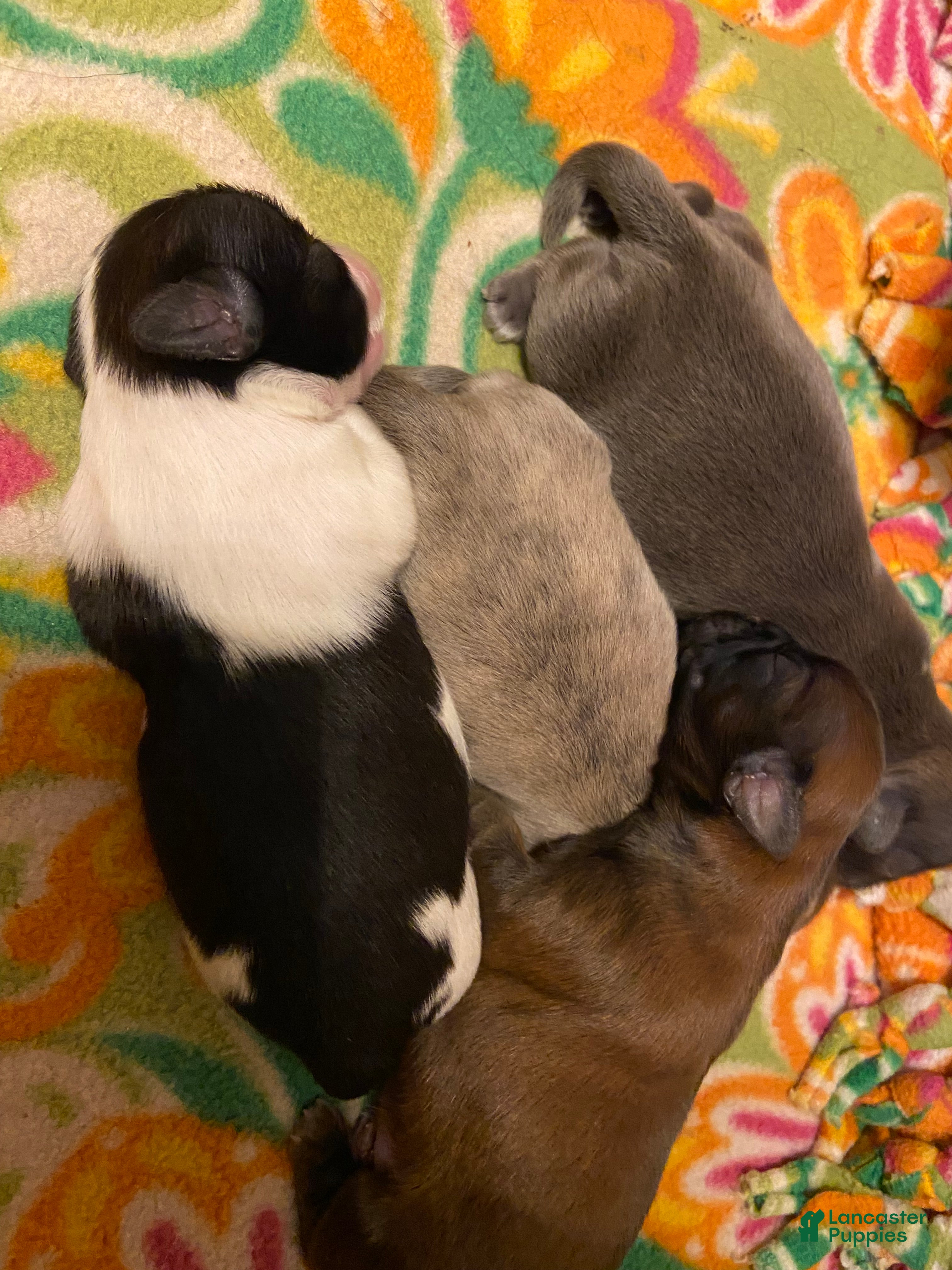 Shih Tzu dogs for sale: Shih Tzu Puppy 1 - Ad 3