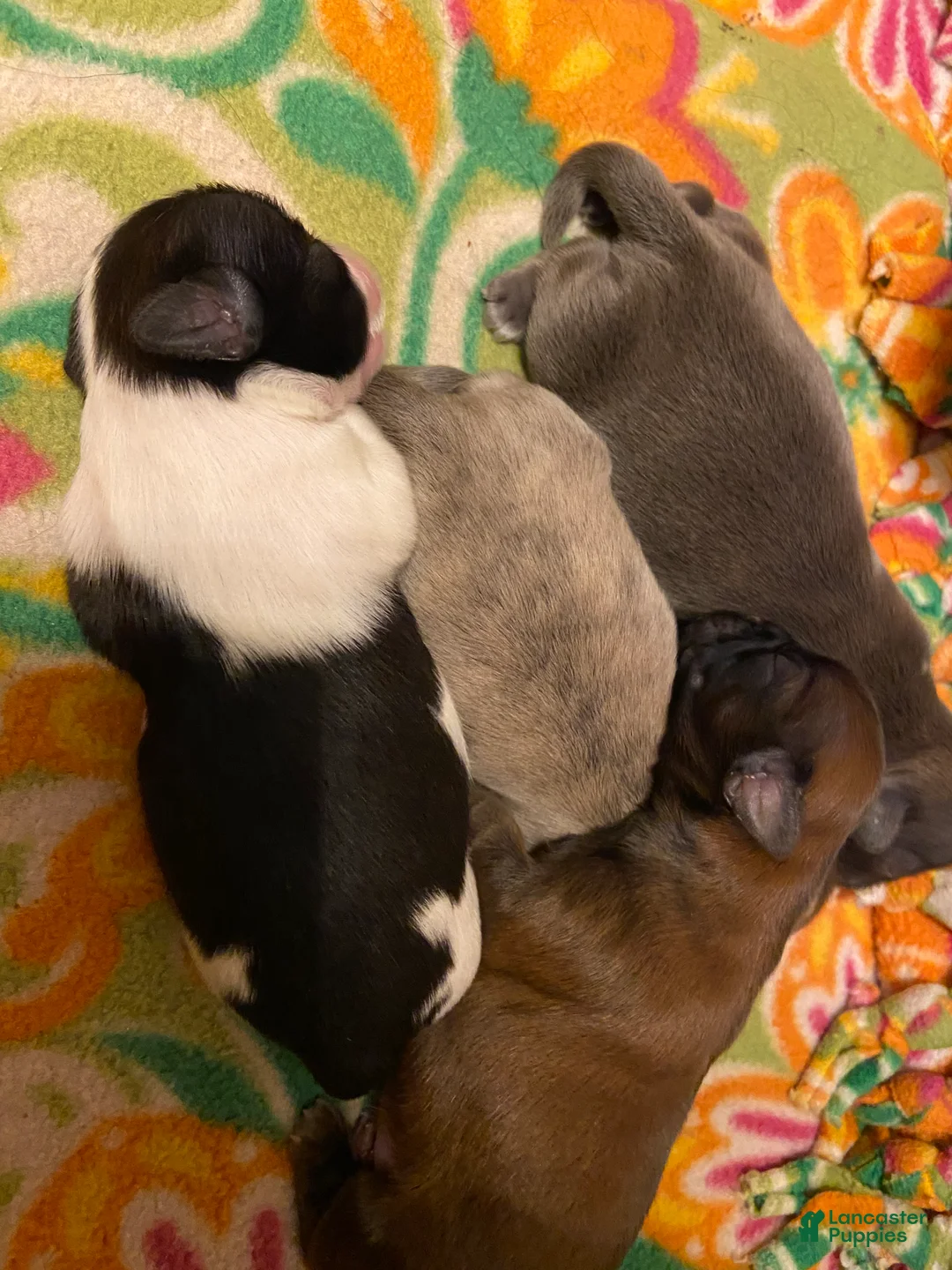 Shih Tzu dogs for sale: Shih Tzu Puppy 1 - Ad 1