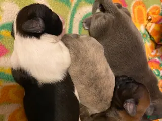 Shih Tzu dogs for sale: Shih Tzu Puppy 1 - Ad 3