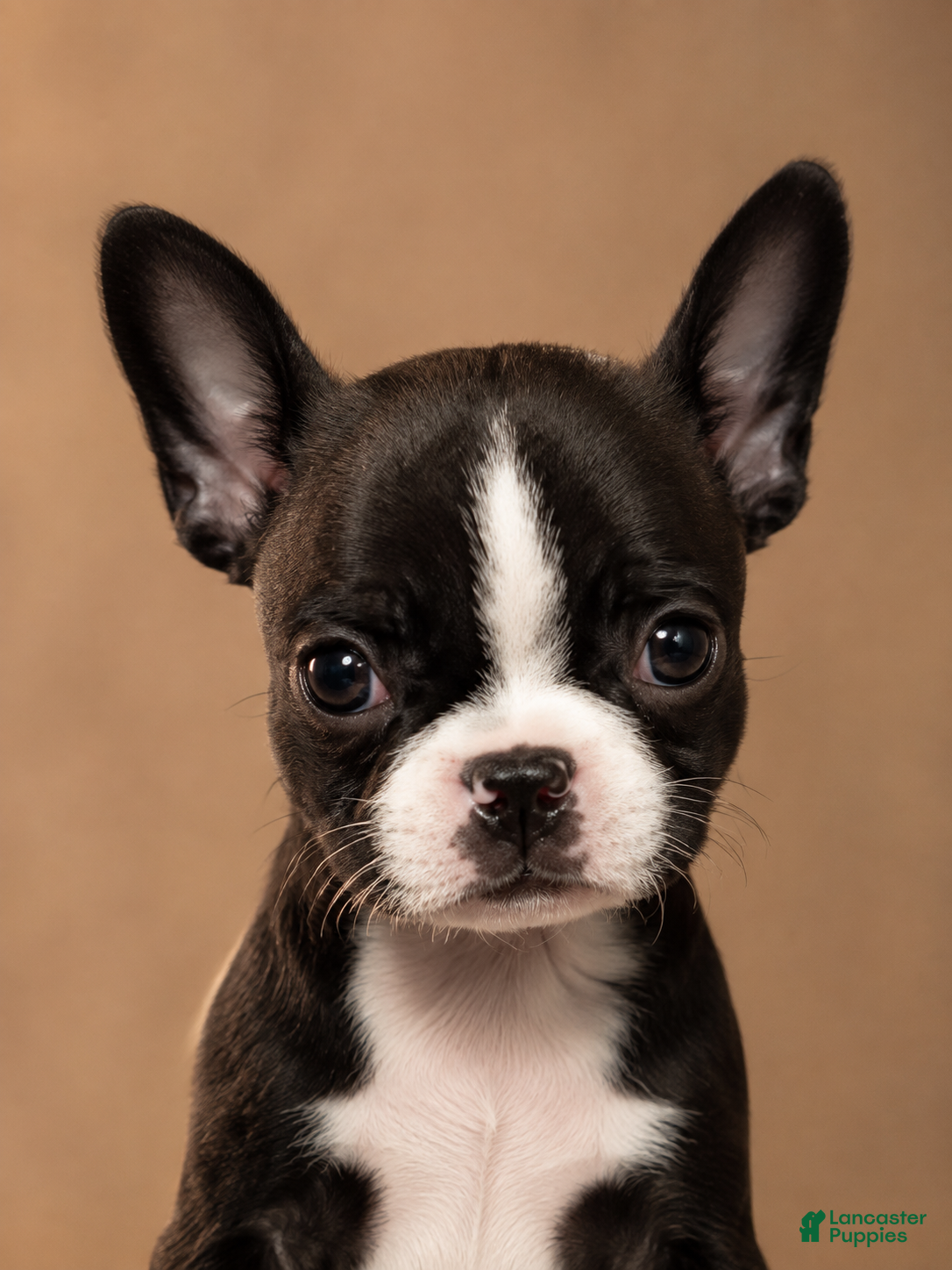 French Bulldog dogs Abby - Ad 36