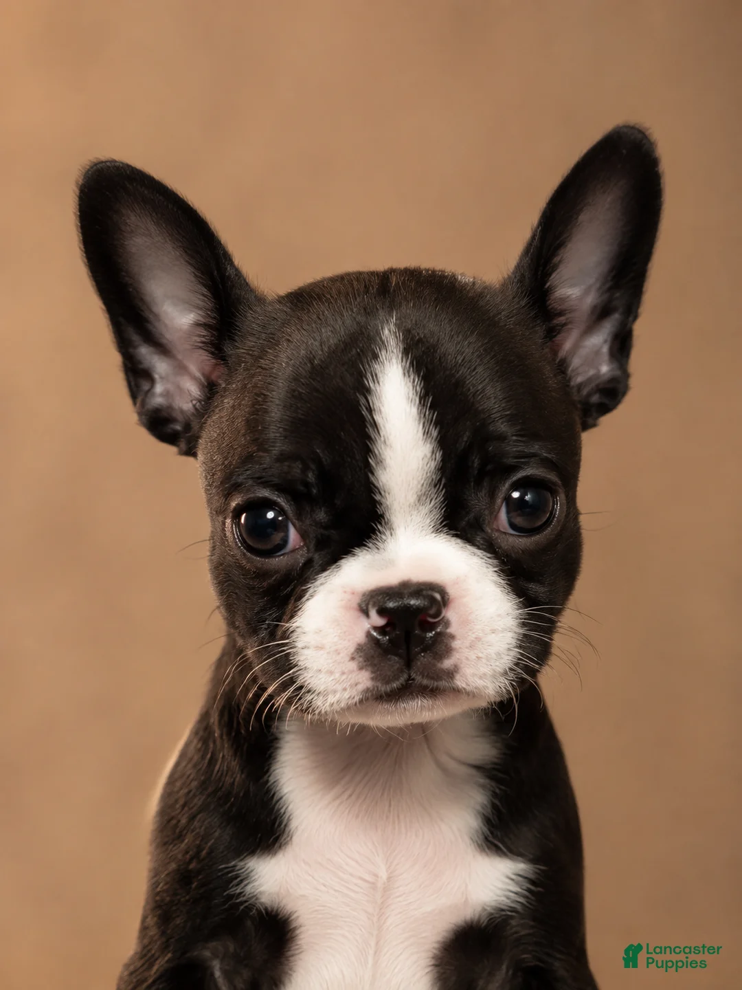 French Bulldog dogs for sale: Abby - Ad 1