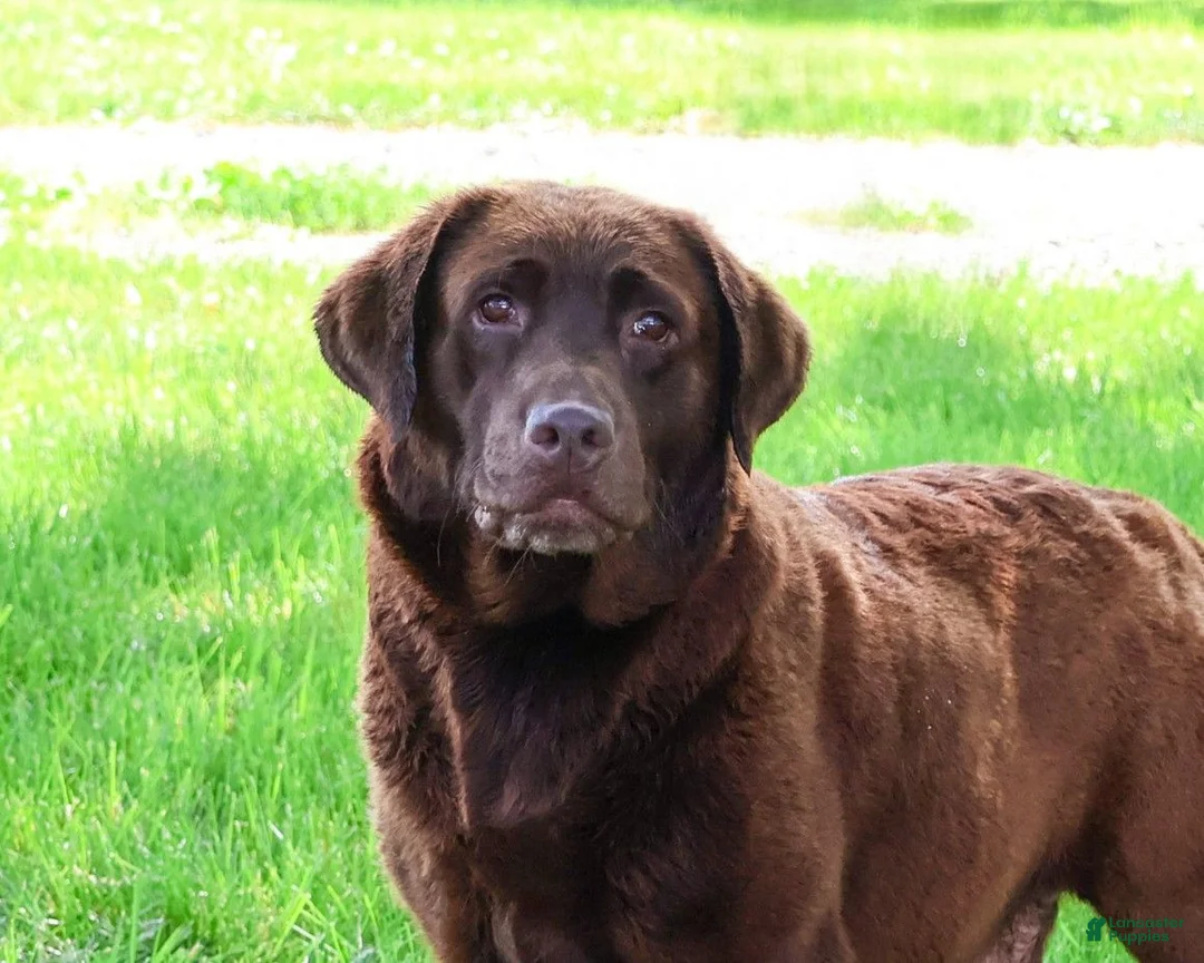 Labrador Retriever dogs for sale: Heath - Ad 5