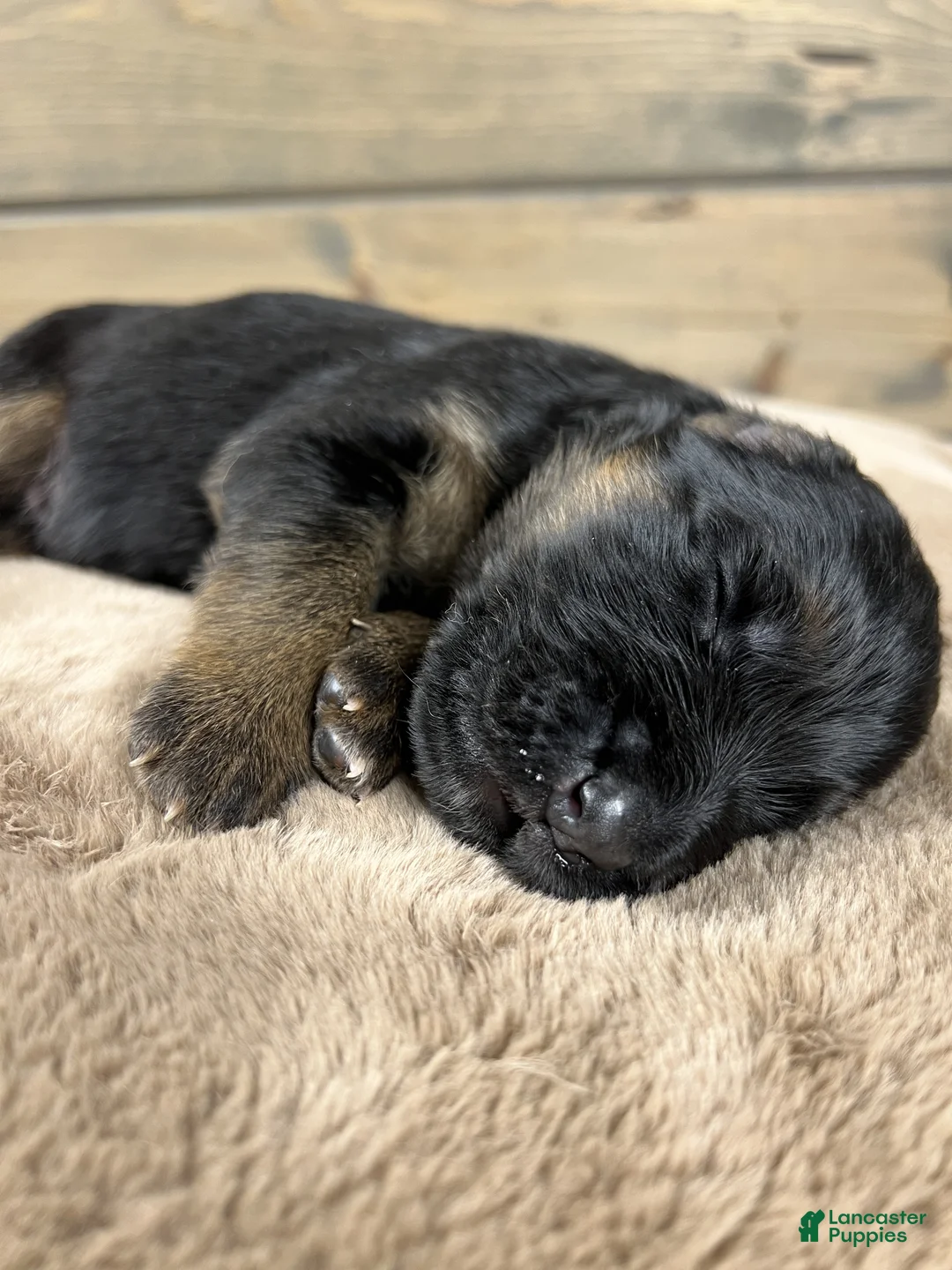 German Shepherd dogs for sale: Captain - Ad 7