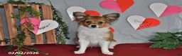 Papillon dogs for sale: Cruzer - Ad 7