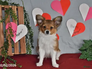 Papillon dogs Cruzer - Ad 26