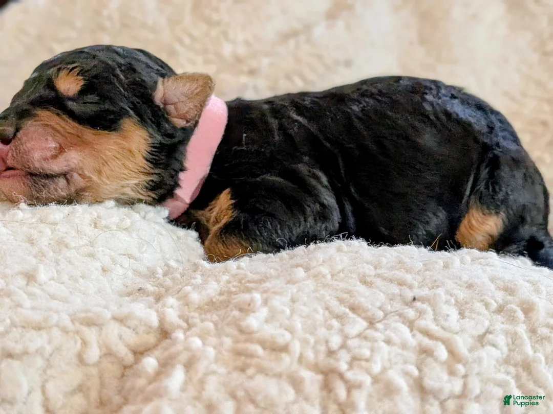 Mixed Breed dogs for sale: Goldador/Bernadoodle Puppy 10 - Ad 2