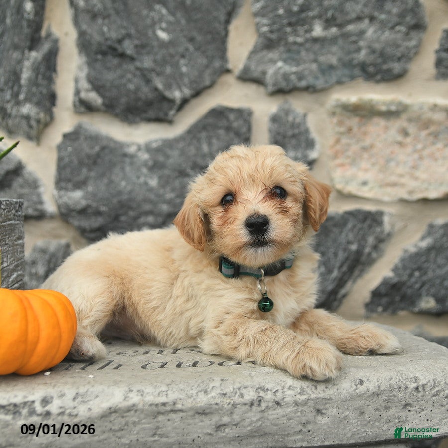 Maltipoo dogs Chase  - Ad 1