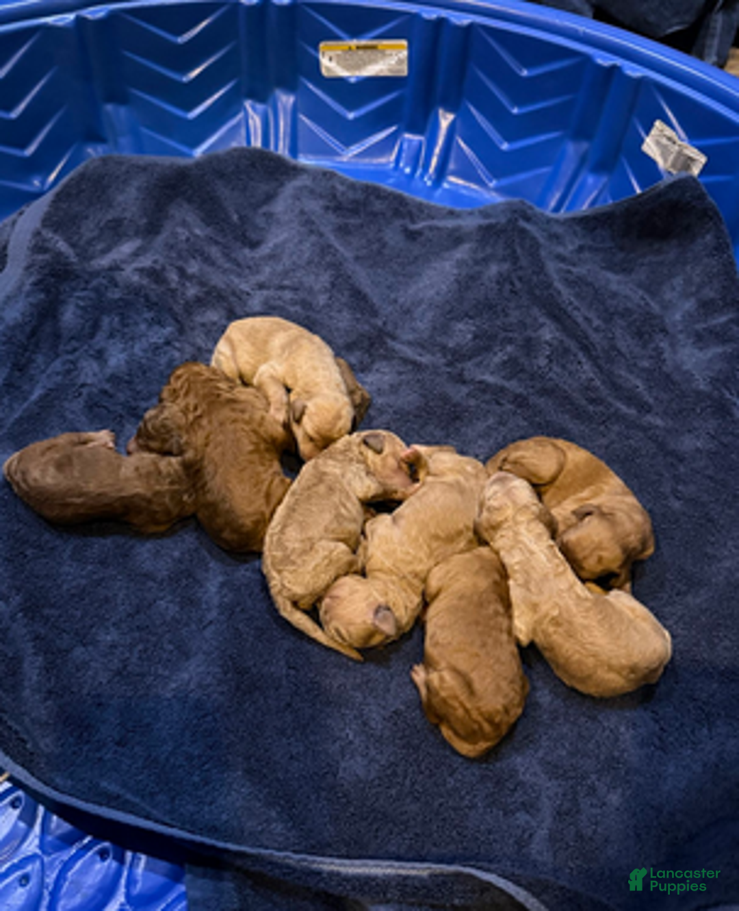 Goldendoodle dogs for sale: H25 Male Light Blue Collar - Ad 4