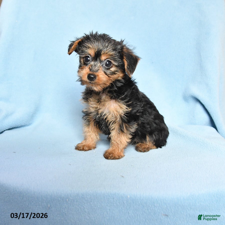 Mixed Breed dogs Pansy - Ad 1
