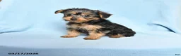 Mixed Breed dogs for sale: Pansy - Ad 1