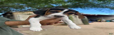 Gruñon