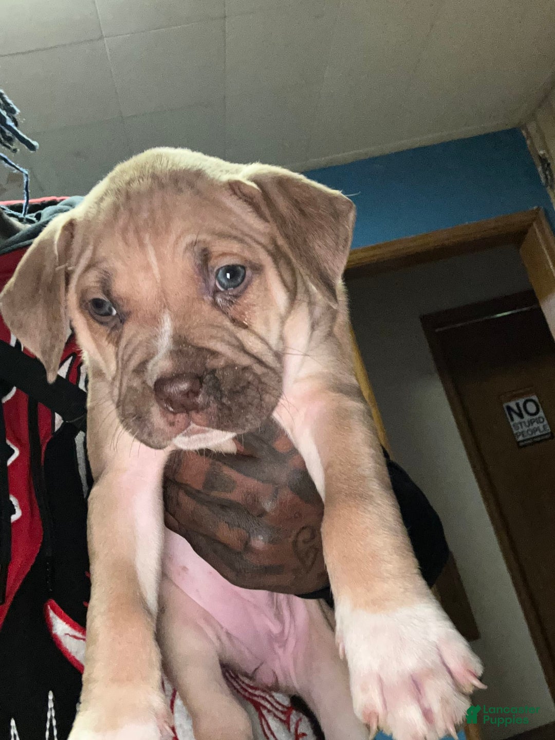 Gallery Image {{count}}