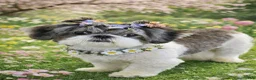 Shih Tzu dogs for sale: Shih Tzu 1 - Ad 1