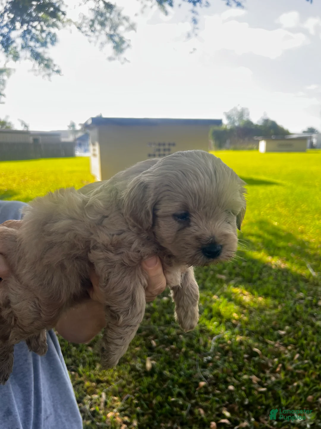 Cavapoo dogs for sale: Luna - Ad 2