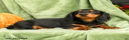 Miniature Dachshund dogs for sale: Cade  - Ad 3
