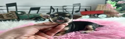 Chihuahua dogs for sale: Cece's blk tan girl, NATIONWIDE DELIVERY  - Ad 4