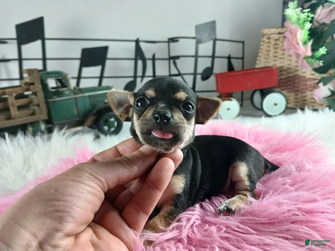 Chihuahua dogs for sale: Cece's blk tan girl, NATIONWIDE DELIVERY  - Ad 4