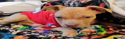 Staffordshire Bull Terrier dogs for sale: XL bully - Ad 2