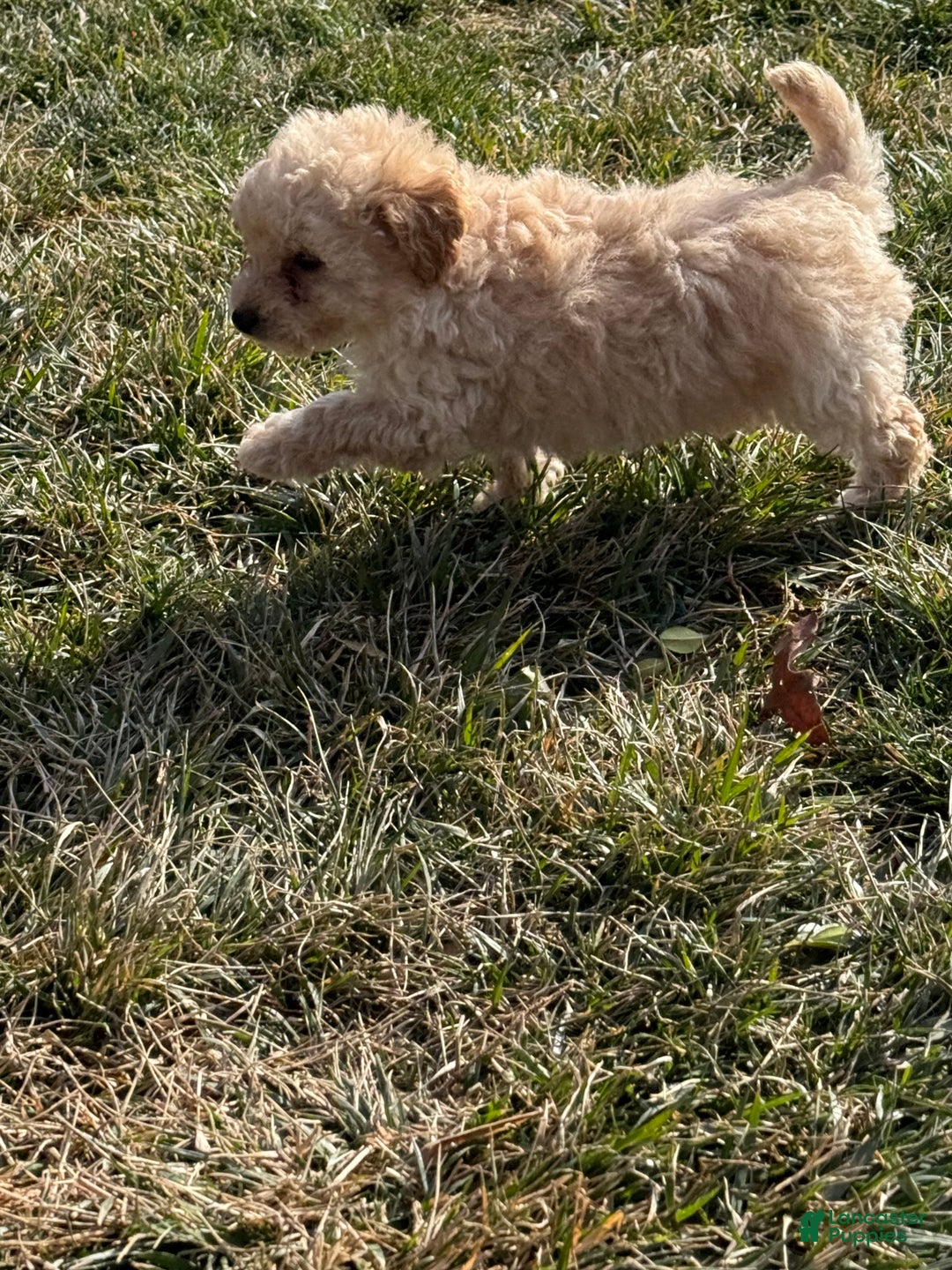 Toy Poodle dogs for sale: Tyson - Ad 3