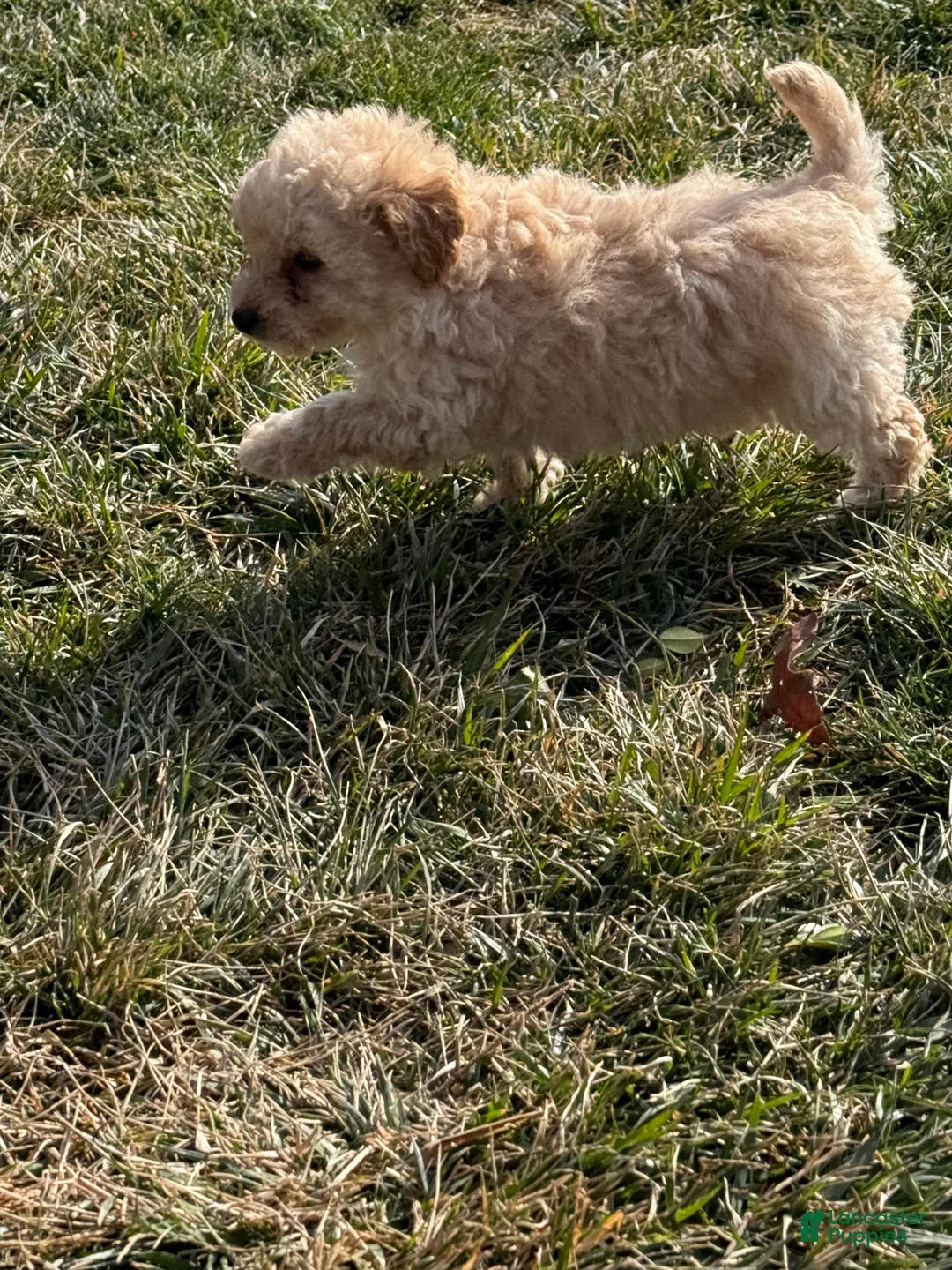 Toy Poodle dogs for sale: Tyson - Ad 3