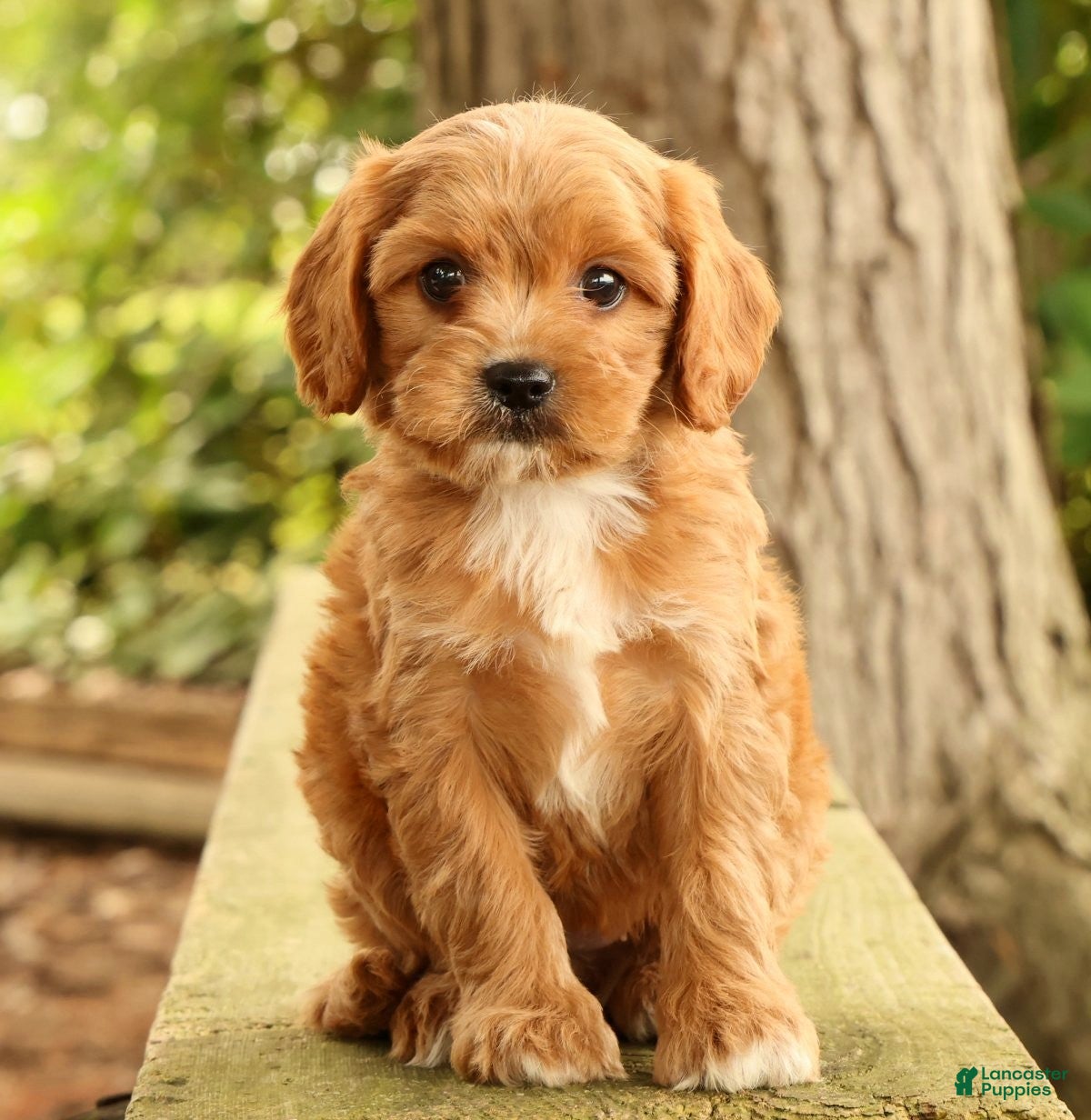 Cavapoo dogs Susie - Ad 1