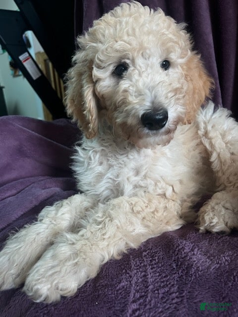 Goldendoodle dogs Autumn - Ad 1