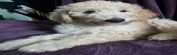 Goldendoodle dogs for sale: Autumn - Ad 1